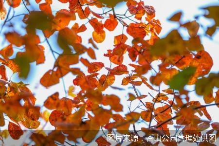 图片来源：香山公园管理处供图